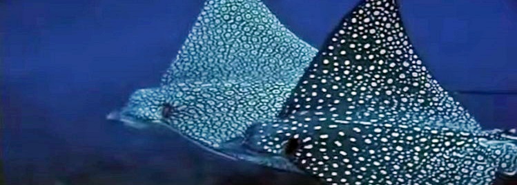 Acquario di Livorno - Aquariums in Tuscany, Italy