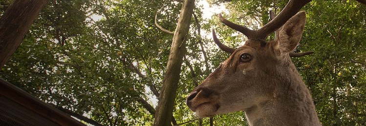 Centro di Scienze Naturali - Petting Zoo Near Florence Italy