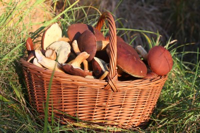 Where to find mushrooms & truffles in Italy? - Tuscany Travel guide