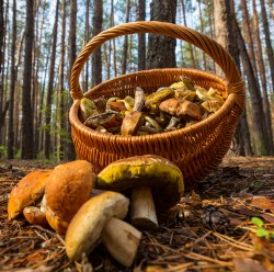 Where to Find Wild Mushrooms in Italy - Mushroom Foraging Map