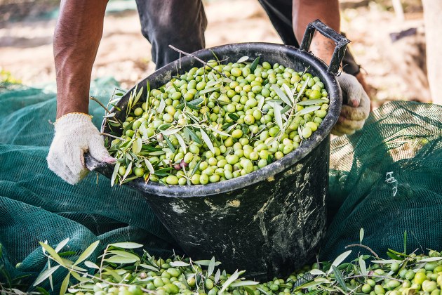 Olive Harvest Season in Tuscany, Italy 2025 - Fewer Olives - Will Price of Italian Olive Oil Go Up?