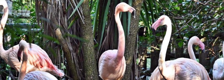 Parco Gallorose Centro Faunistico Zoo Tuscany