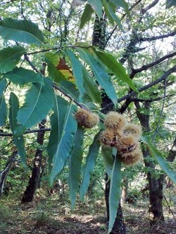 Tuscany in October - How to Roast Chestnuts ta home