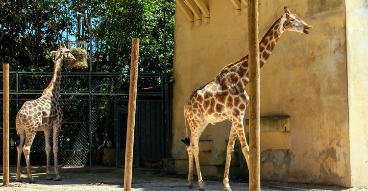 Tuscany Zoos, Aquariums, and Animal Farms - Best Zoo near Florence, Italy and Along the Tuscan Coast